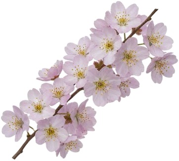 a branch of cherry blossoms with white background.jpg